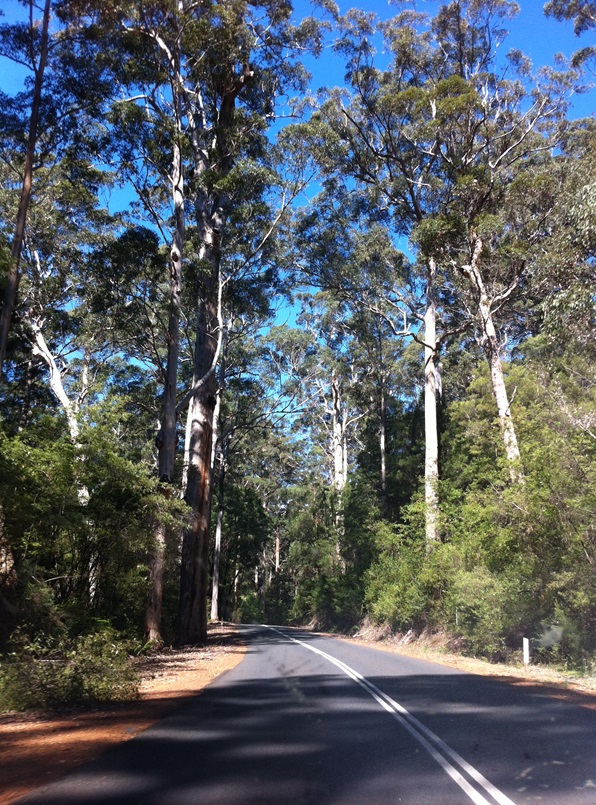Pemberton south west australia road trip